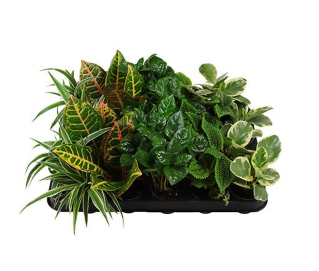 PLANTES VERTES VARIEES