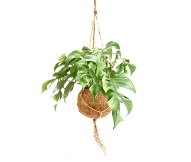 PHILODENDRON MONSTERA KOKODAMA