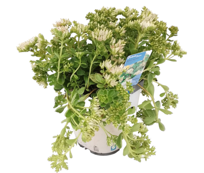 SEDUM SPURIUM ALBUM SUPERBUM
