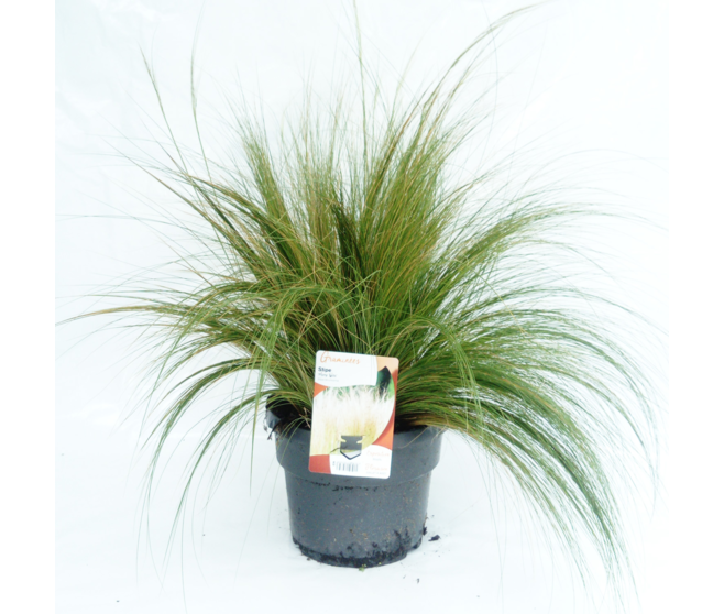 STIPA