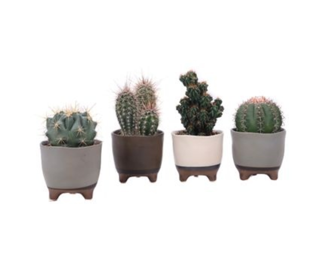 CACTUS VARIES CERAM