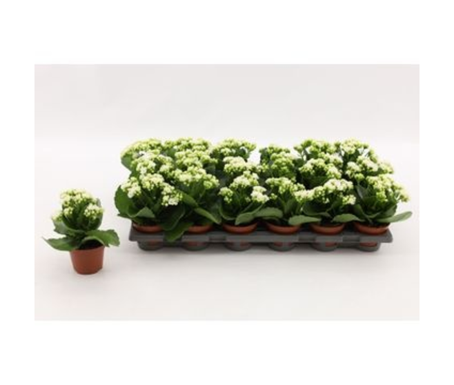 KALANCHOE FL DBLE BLANC