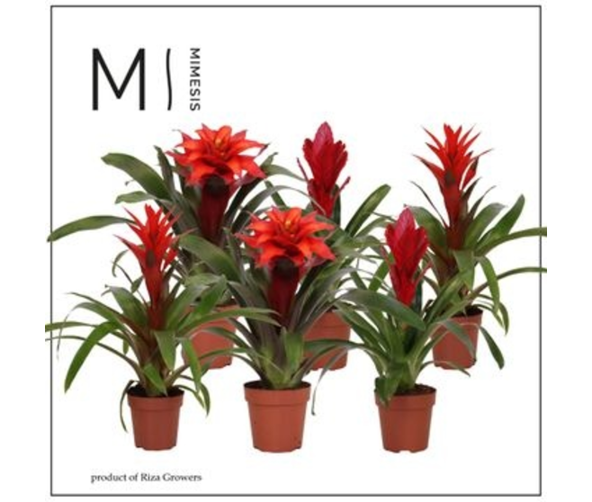 BROMELIACEE ROUGE