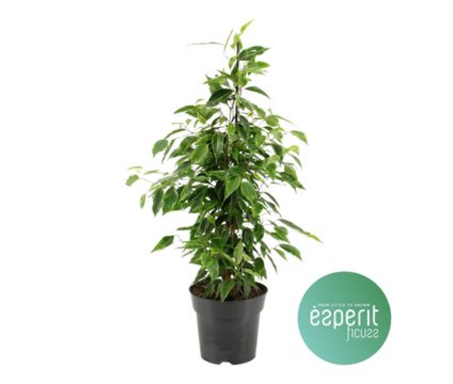 FICUS ANASTASIA
