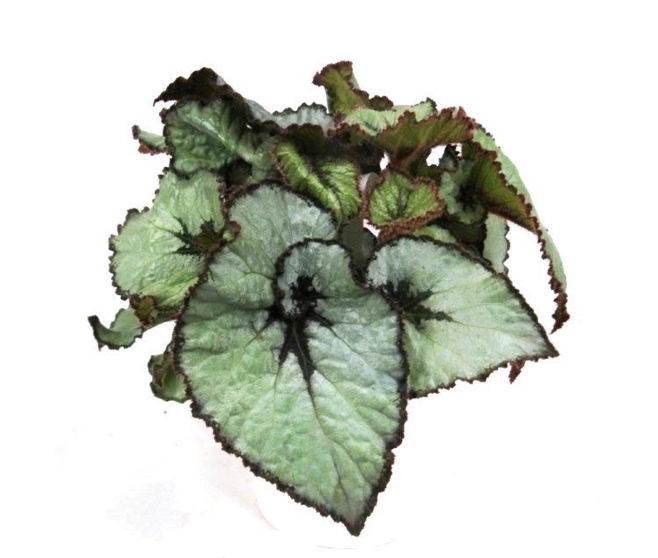 BEGONIA FEUILLE ESCARGOT