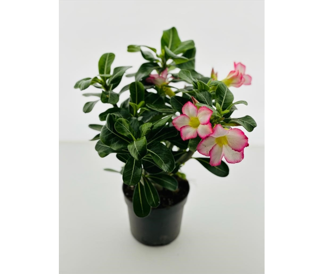 ADENIUM OBESUM