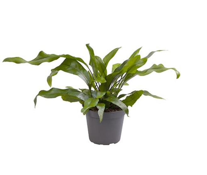 MICROSORUM PTEROPUS