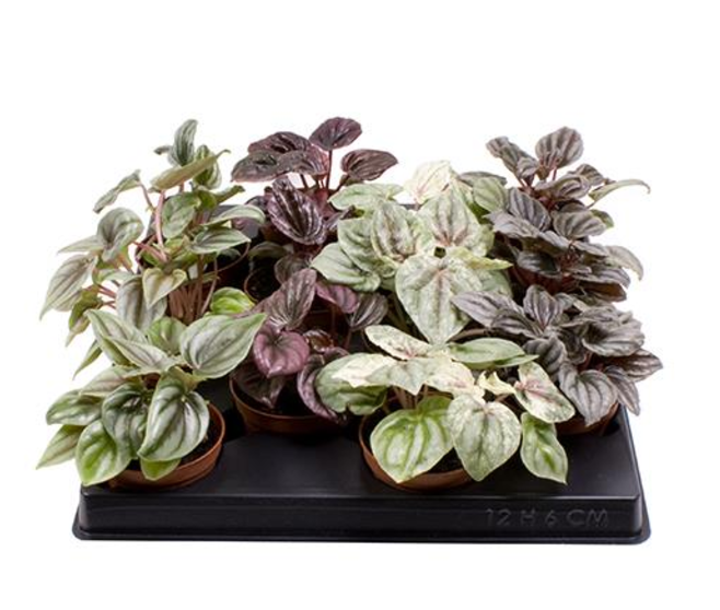 PEPEROMIA CAPERATA