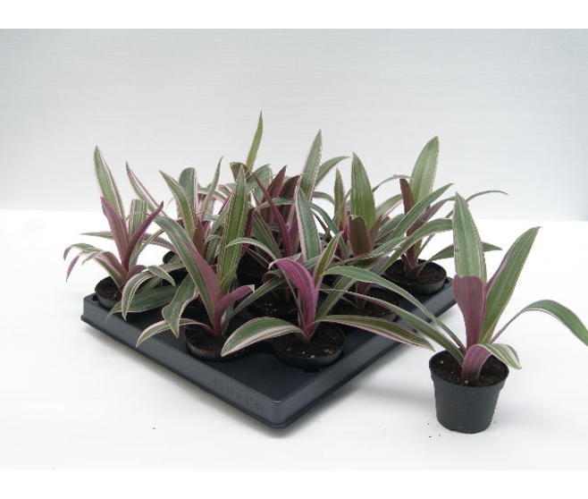 RHOEO SPATHACEA