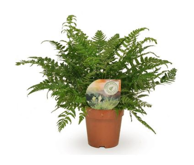 ATHYRIUM SPICATUM