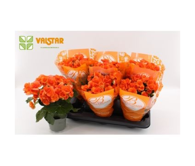 BEGONIA BATIK ORANGE