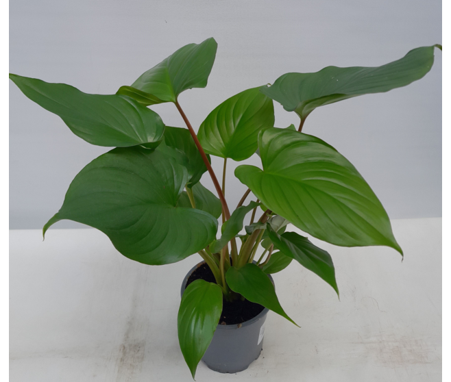 HOMALOMENA RUBESCENS