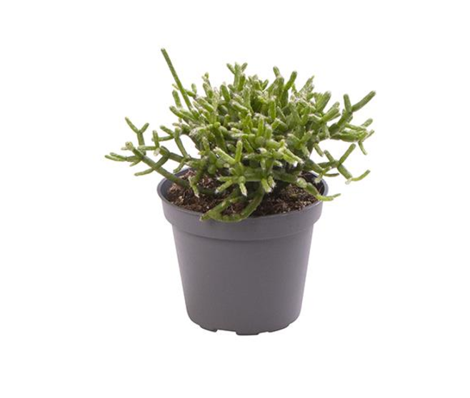 RHIPSALIS CEREUSCULA