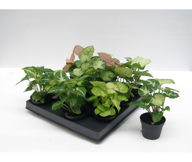 SYNGONIUM VARIE