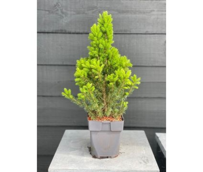 PICEA GLAUCA CONICA