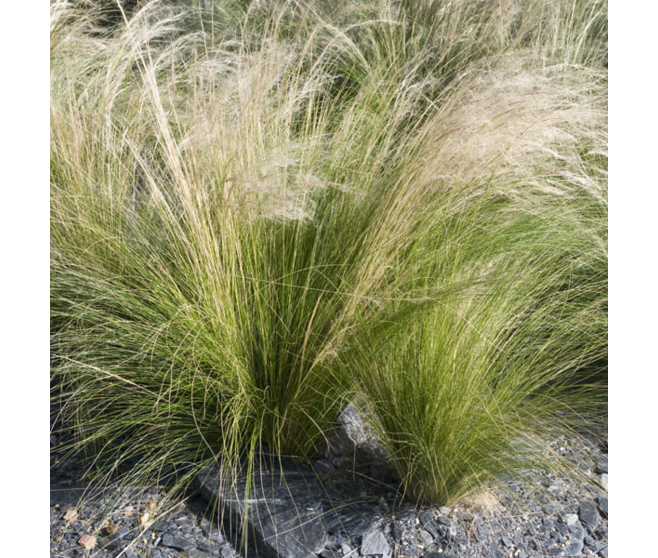 STIPA TENUISSIMA PONY TAILS BQ10
