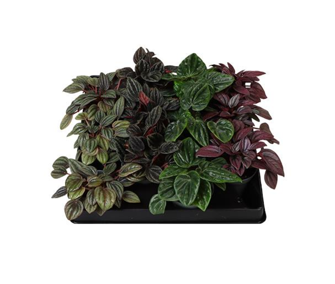 PEPEROMIA CAPERATA VARIE