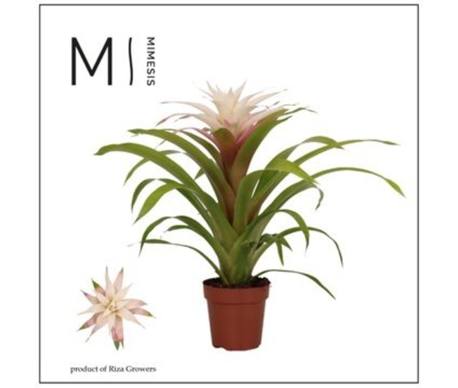 GUZMANIA MAGICAL WHITE