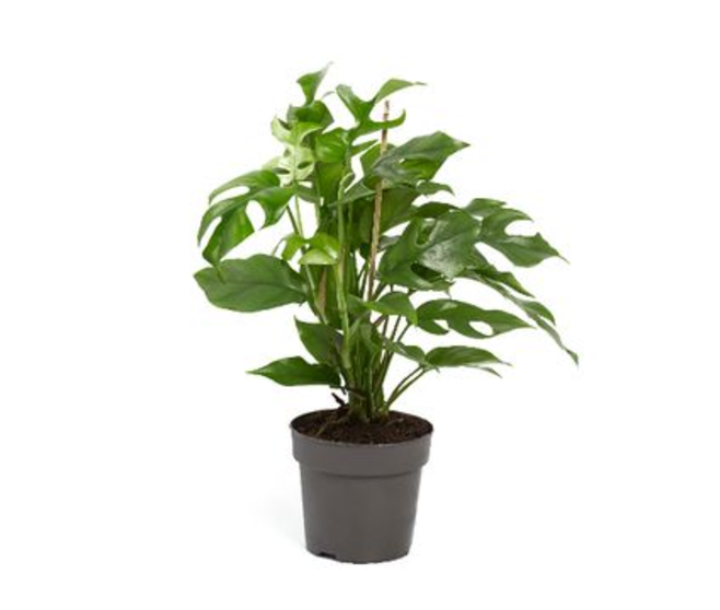 PHILODENDRON MONSTERA MINIMA