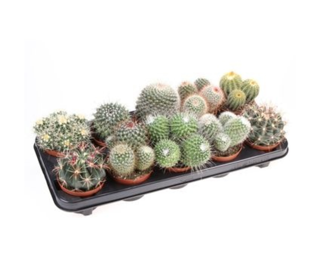 CACTUS BOULE VARIES