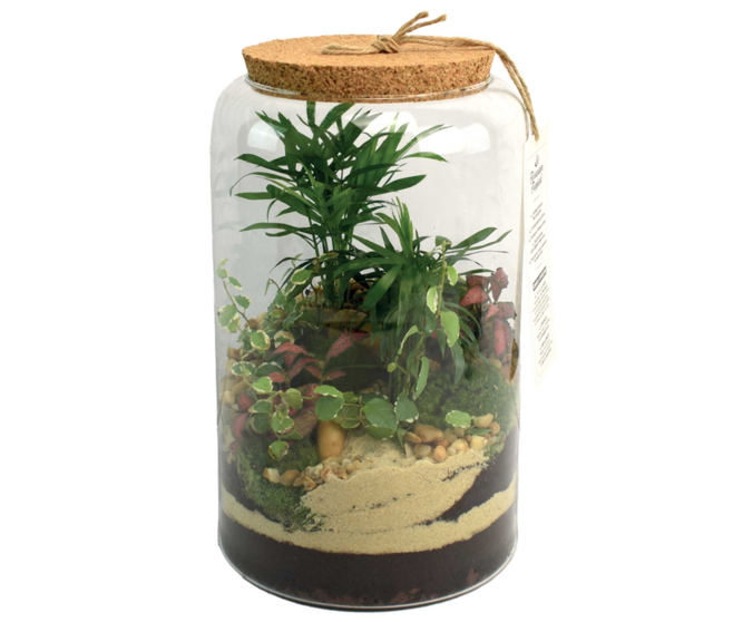 TERRARIUM GOPHERUS 20