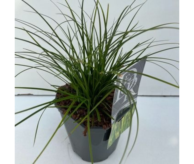CAREX MAGIC GREEN