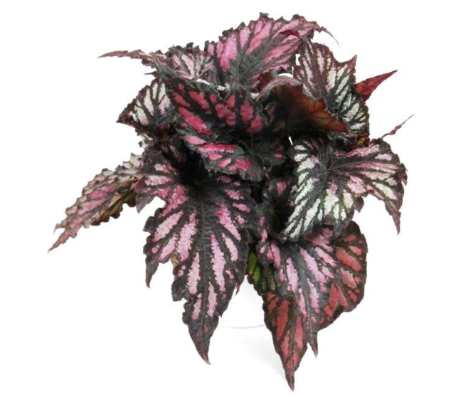 BEGONIA REX HELEN TEUPEL