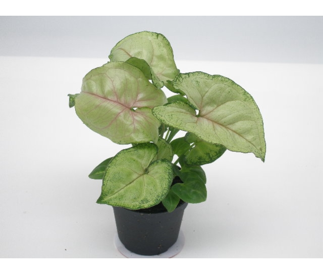 SYNGONIUM PODOPHYLLUM SPECKLE