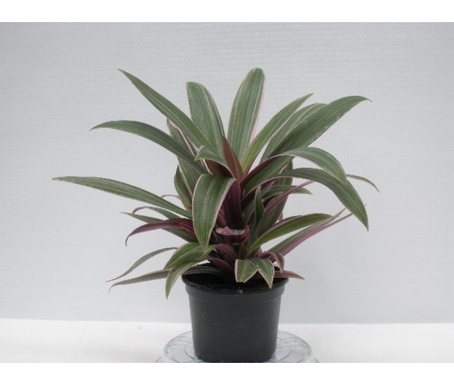 TRADESCANTIA SPATHACEA