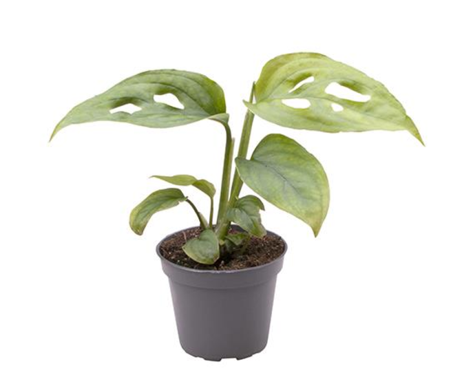 PHILODENDRON MONSTERA