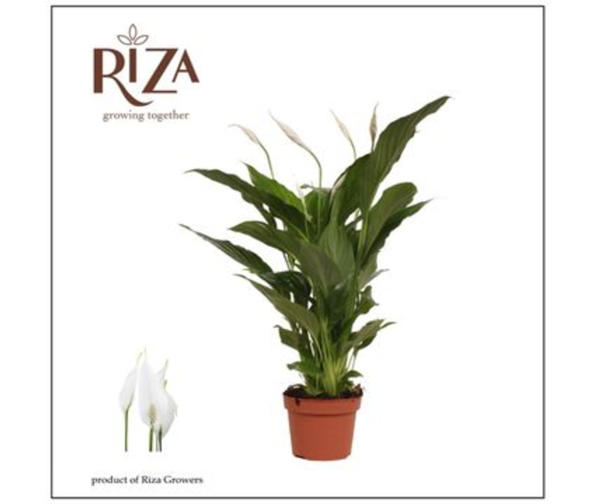 SPATHIPHYLLUM STRAUSS