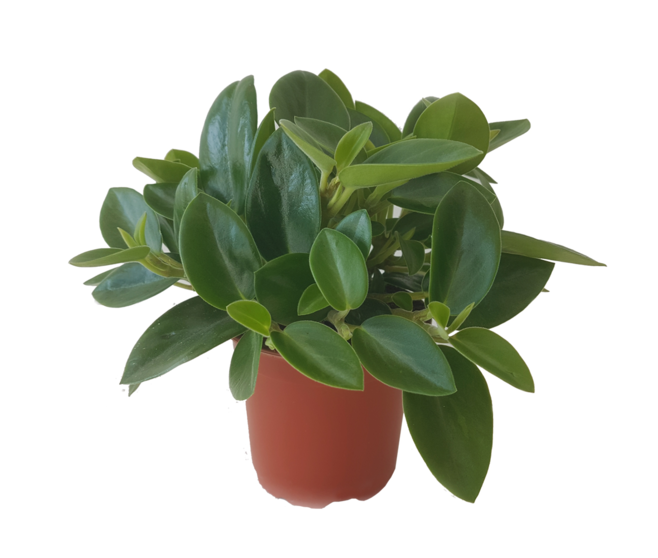 PEPEROMIA OBTUSIFOLIA VERT