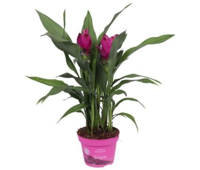 CURCUMA 2FL SUBLIME