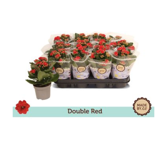 KALANCHOE FL DBLE ROUGE