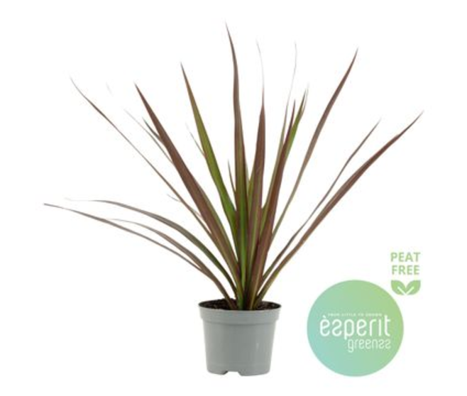 DRACAENA MAGENTA TETE
