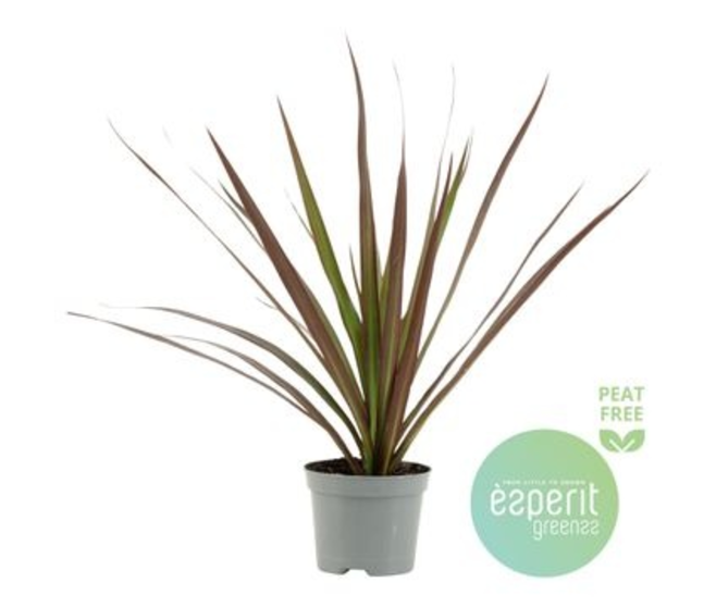 DRACAENA MAGENTA TETE