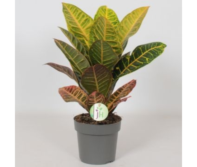 CROTON PETRA