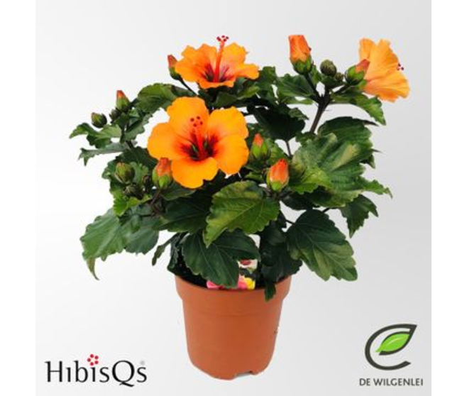 HIBISCUS LONGLIFE ORANGE