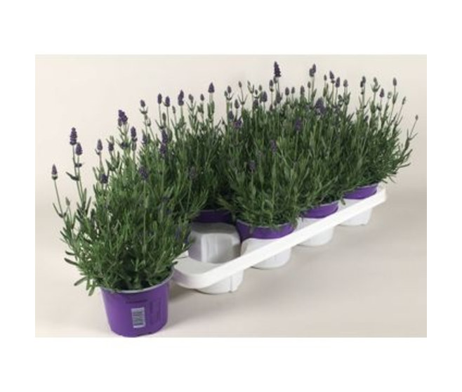 LAVANDE ESSENCE PURPLE