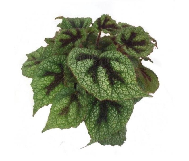 BEGONIA REX CROSS KLAR