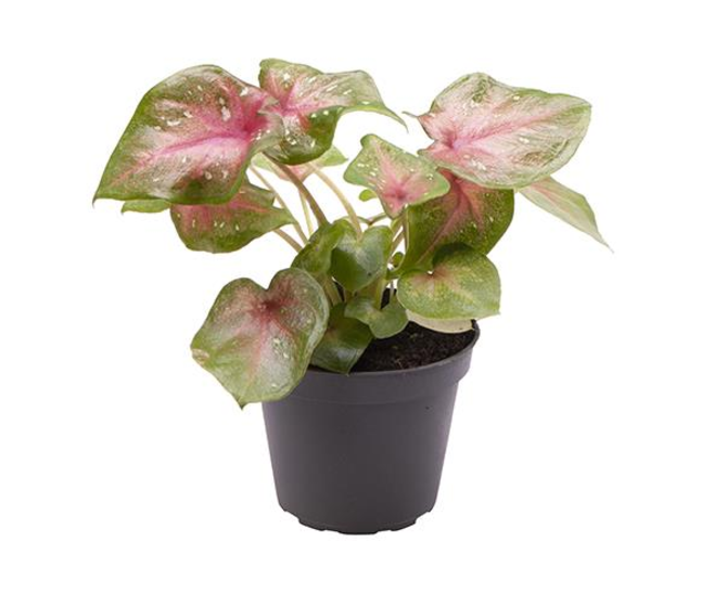 CALADIUM CASEY