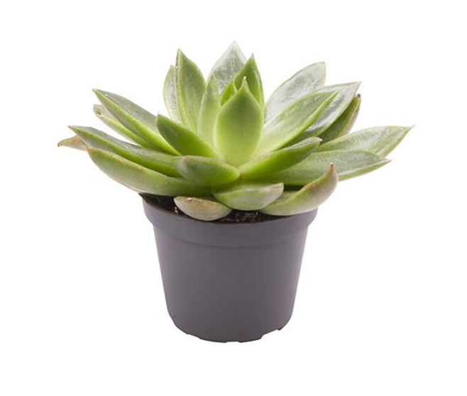 ECHEVERIA AGAVOIDES