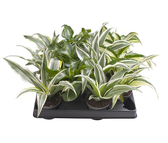 DRACAENA DRAGON TREE VARIES