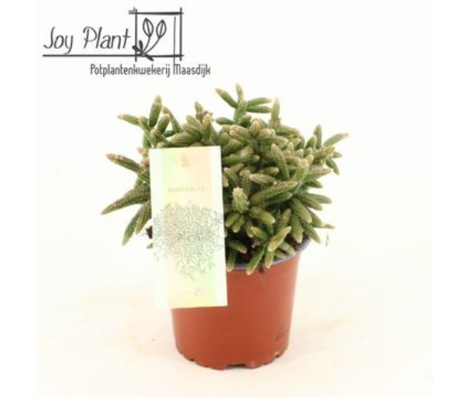 RHIPSALIS BACCIFERA
