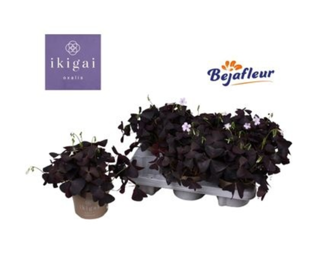 OXALIS TRIANGULARIS