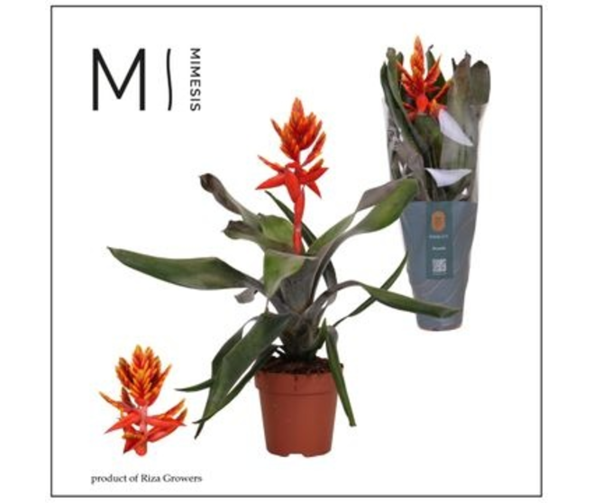 BILBERGIA ELEGANT FLAMES