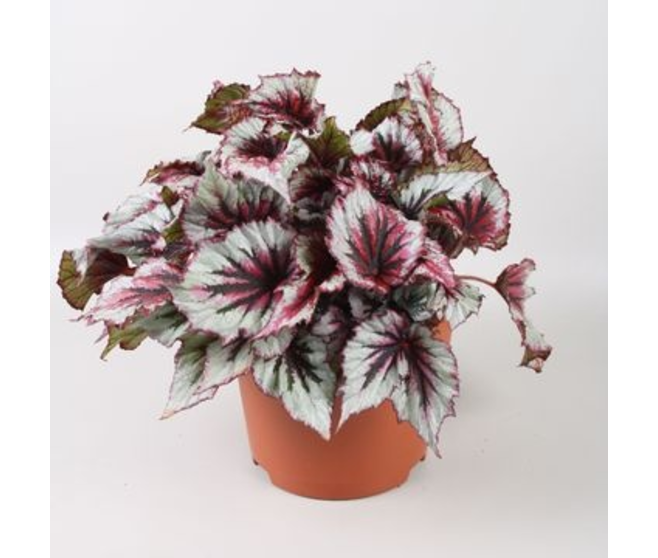 BEGONIA BELEAF EVENING GLOW