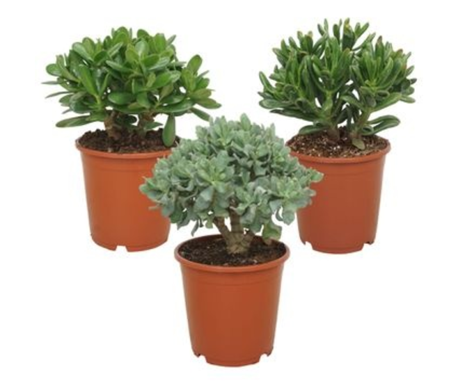 CRASSULA VARIE