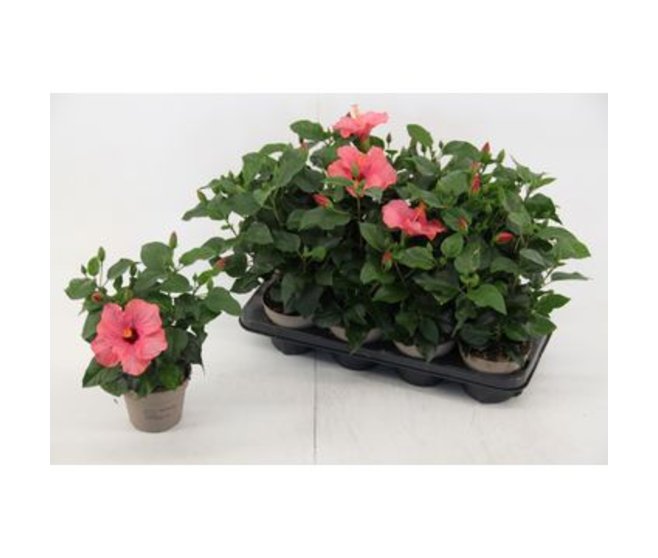 HIBISCUS VENETIE ROSE