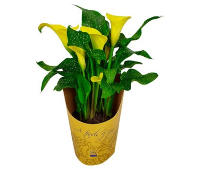 ARUM JAUNE TOUCH OF JOY